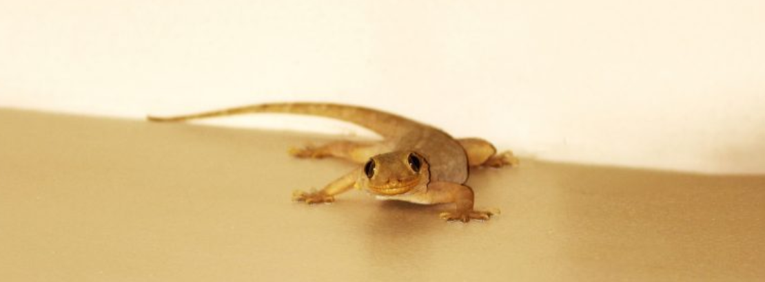 Control Treatment Services for Lizards 1 - Control Treatment Services for Lizards