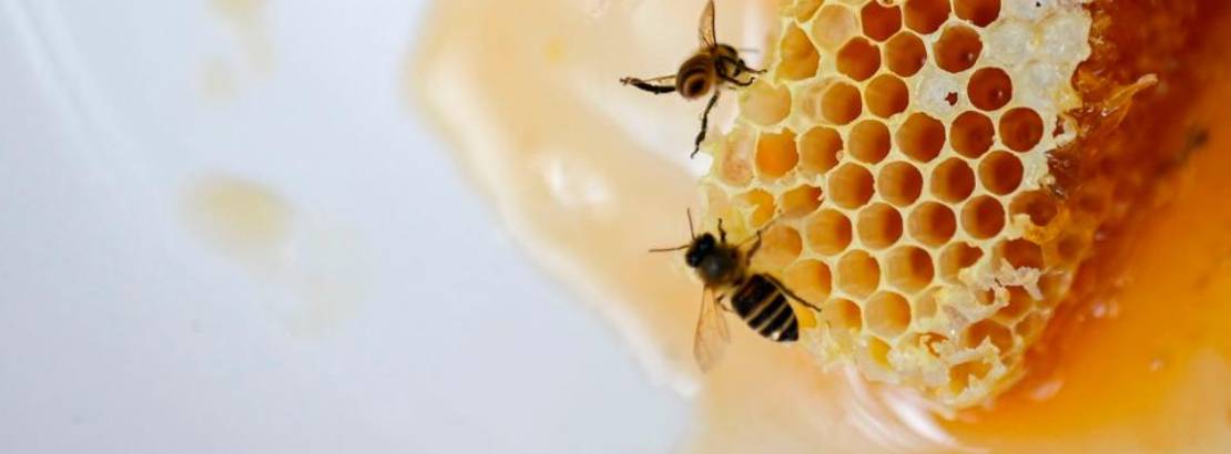 Honeycomb Removal Services 1 - Honeycomb Removal Services