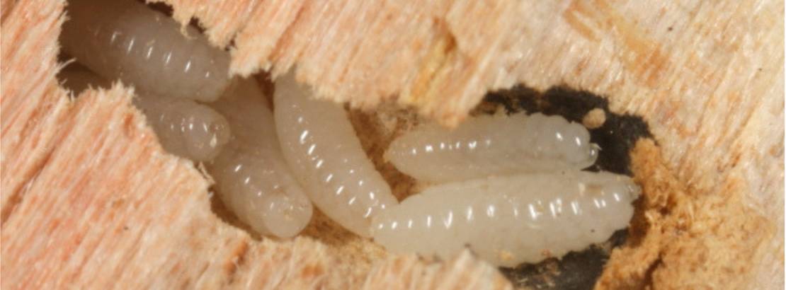 Wood Borer Control Treatment 1 - Wood Borer Control Treatment
