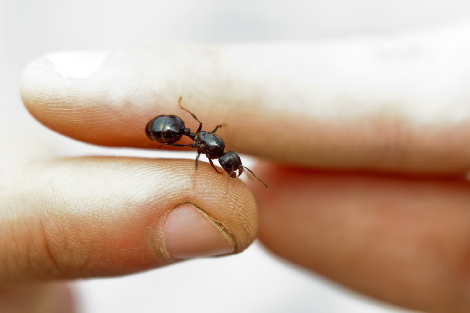Ant Fly Treatment Services