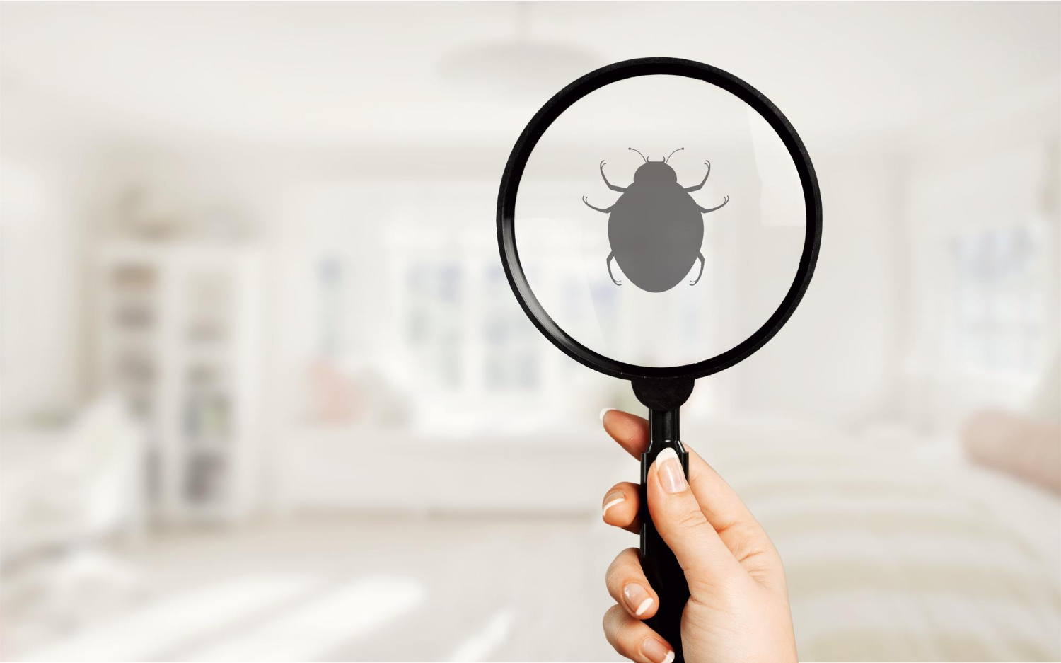 Bedbugs Control Treatment