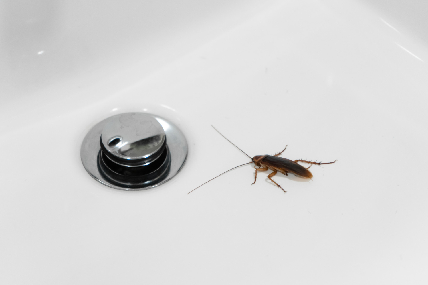 Cockroach Control Treatment 1 - Cockroach Control Treatment