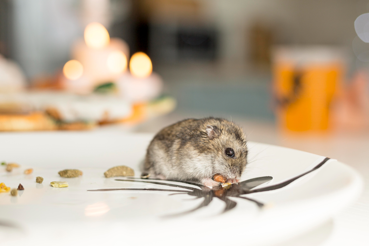 RODENT CONTROL TREATMENT 1 - Rodent Control Treatment