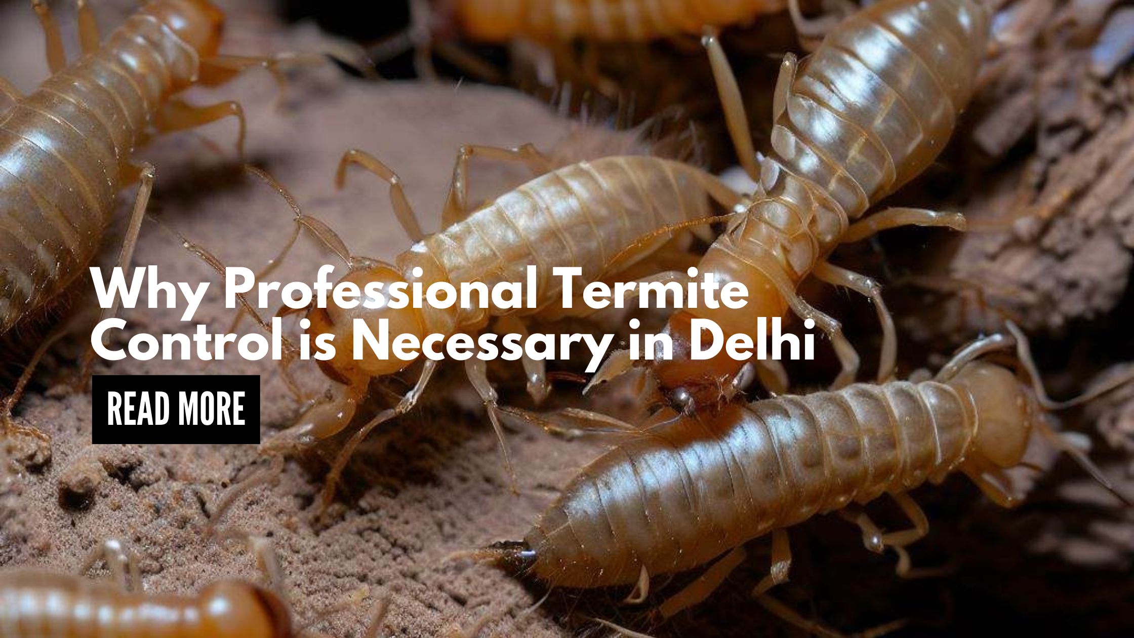 Why Professional Termite Control is Necessary in Delhi